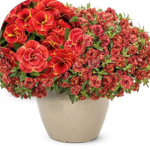 Calibrachoa SUPERBELLS 'Double Redstone' - Puispetuunia SUPERBELLS 'Double Redstone' P9/0,55L